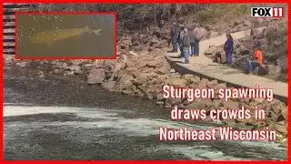 Northeast Wisconsin waterways buzzing with activity during sturgeon spawning