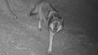 Northern California officials issue gray wolf warning