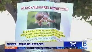 Northern California residents face aggressive squirrel attacks