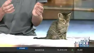 Northshore Humane Society