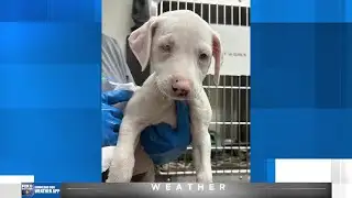 Northshore Humane Society