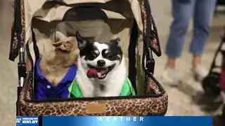 NS HUMANE SOCIETY- Events in June