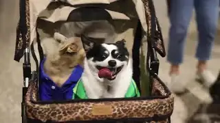 NS HUMANE SOCIETY- Events in June