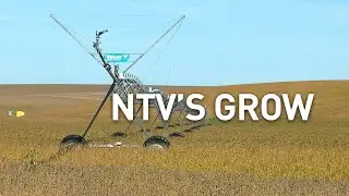 NTV