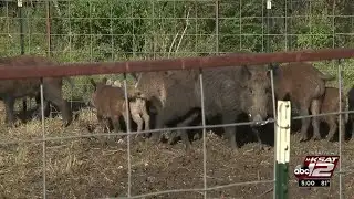 NW Side residents fed up with feral hogs