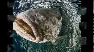 Oceanography Slideshow (LRC 320 Final Project)