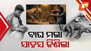 “Odisha Man Survives Tiger Attack, Tiger Dies in Narasinghpur”