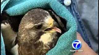 Officers save hawk