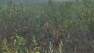 Officials conduct prescribed burn at Chequamegon-Nicolet National Forest