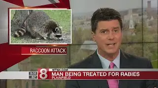 Officials: Plainfield man bitten by rabid raccoon
