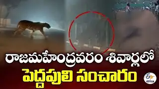 రాజమహేంద్రవరం శివార్లలో పెద్దపులి సంచారం | Officials Vow to Capture Tiger Tonight | Updates