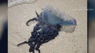 Officials warn of beach hazards in NC