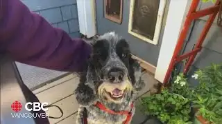 Old dogs and new friends