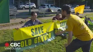 Old-growth logging protesters to continue stopping traffic