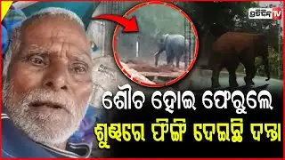 ଶୌଚ ହେବାକୁ ଯାଇଥିବା, ବୃଦ୍ଧଙ୍କୁ ଟେକି କଚାଡ଼ି ଦେଲା ଦନ୍ତା ! Old Man injured in elephant attack ,Khordha