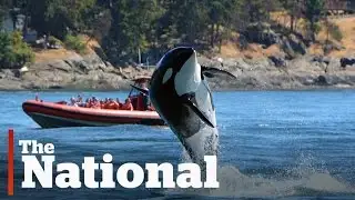 Oldest known killer whale missing