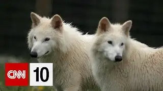 One year since dire wolves were "brought back" from extinction | October 7, 2025