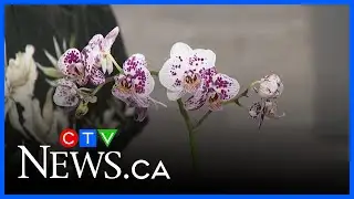 Orchid Fair coming to St. Albert this weekend