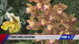 Orchid Show returns to Missouri Botanical Garden