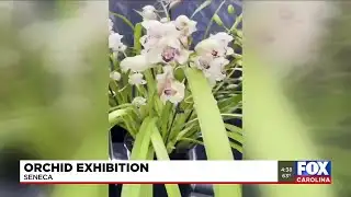 Orchid Show returns to the Upstate
