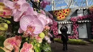 Orchids transform the New York Botanical Garden