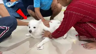 Oreo Ko Kya Ho Gaya 😱 Sourav Joshi Vlogs 