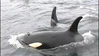 Orphan Orca, Saving Springer Documentary