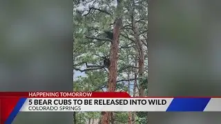 Orphaned bear cubs to be released into the wild