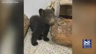 Orphaned Greenfield bear cub reportedly being rehabilitated