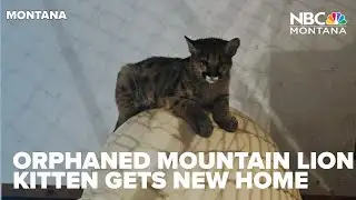 Orphaned mountain lion kitten finds new home