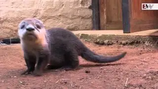 Orphaned otter cub in rehabilitation