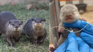 Otterly Adorable! Cincinnati Zoo Welcomes 4 Tiny Pups!