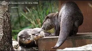 Otterly adorable pups!