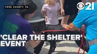 Over 100 animals find homes during York SPCA