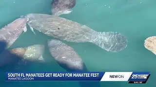 Over 200 manatees came to warm up at the Manatee Lagoon