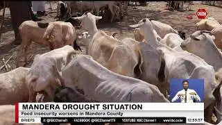 Over 25,000 livestock dead in Mandera amid prolonged drought