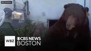 Over 500 pound bear living under man