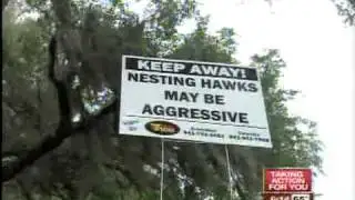 Over-protective hawks become aggressive toward locals