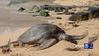 Overnight camping at Bellows to be suspended