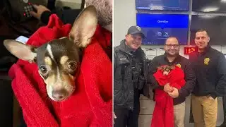 Owner says dog found after 3 days outside in bitter cold was a 