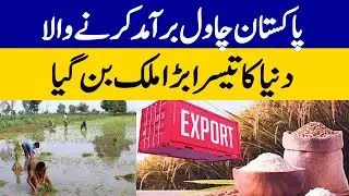 Pakistan Becomes World’s Third Largest Rice Exporter | Dawn News