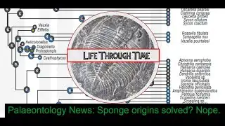 Palaeontology News: sponge origins solved? Or... not.