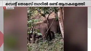 വൈദ്യുത വേലി തകർത്ത് ആന; ധോണി ജനവാസ മേഖലയിൽ വീണ്ടും കാട്ടാനയിറങ്ങി | Palakkad | Wild Animal