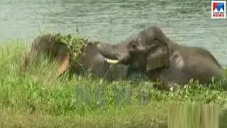 Palakkad wild elephant