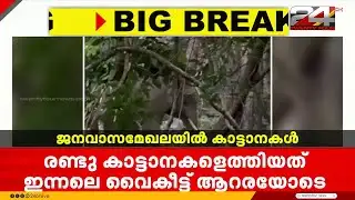 പാലക്കാട് ധോണിയിൽ ജനവാസ മേഖലയിൽ വീണ്ടും കാട്ടാനകളിറങ്ങി | Palakkad | Wild Elephant