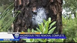Paradise completes hazardous tree removal after Camp Fire