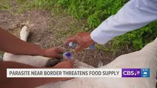 Parasite near U.S.-Mexico border threatens food supply