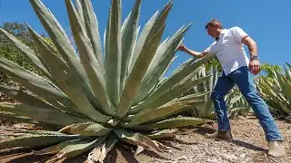 Parched California bets on agave spirits to quench thirst