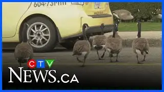 Park board seeks help managing goose population