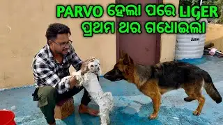 PARVO ହେଲା ପରେ LIGER ପ୍ରଥମ ଥର ଗଧୋଇଲା 😍